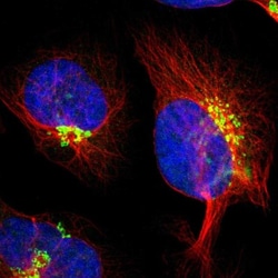 KIAA1024 Antibody, Novus Biologicals 0.1mL; Unlabeled:Antibodies, Polyclonal
